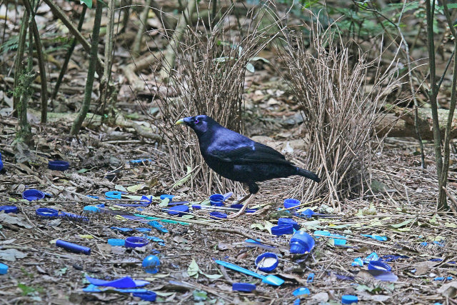 Male satin bowerbird with blue objects surrounding the bower